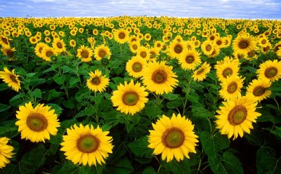 Ein Feld blühender Sonnenblummen bis zum Horizont
